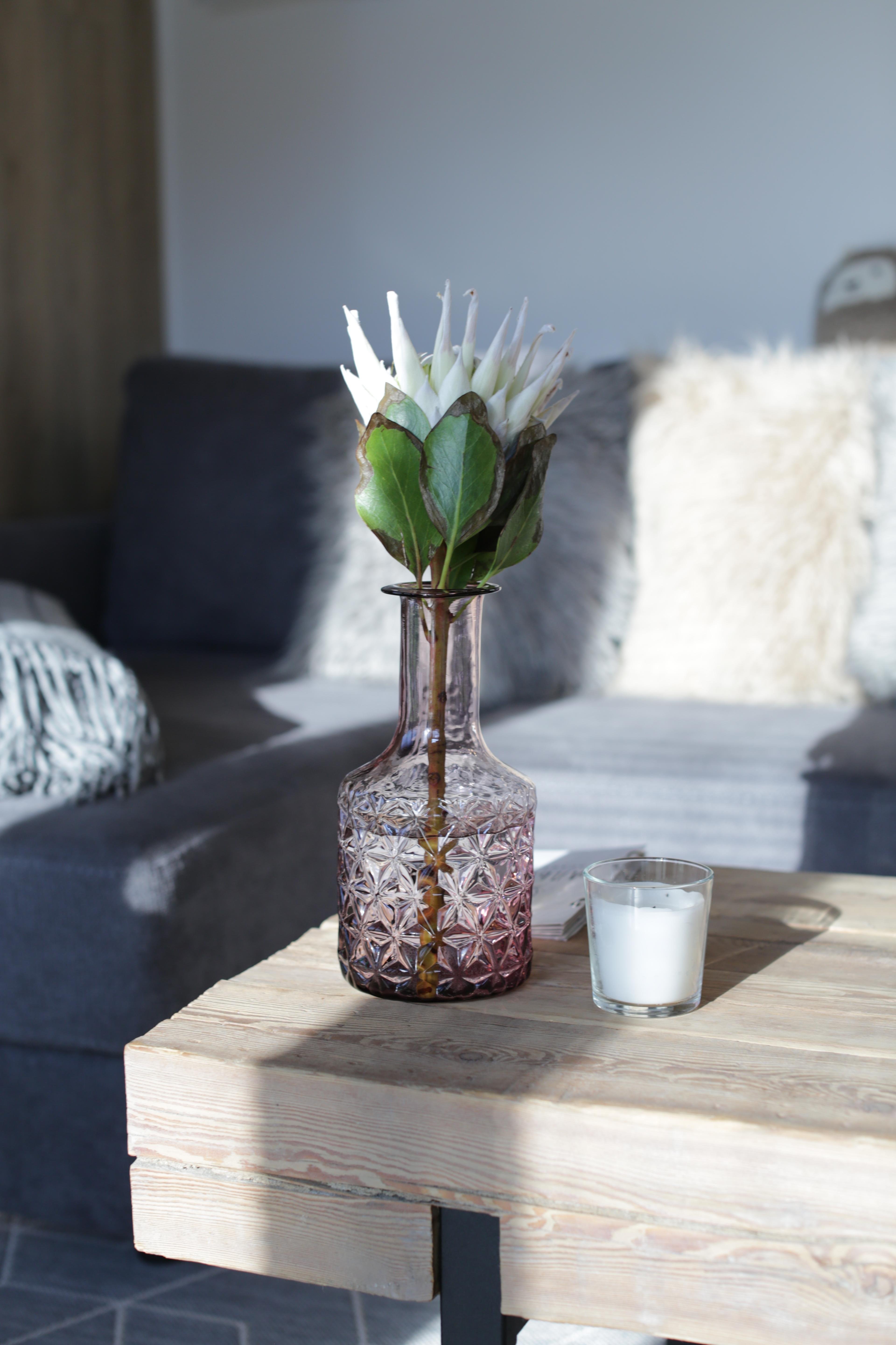 Альпака - фото 134