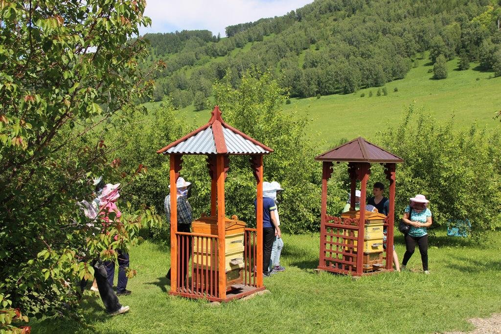 Veresk Altai - фото 76