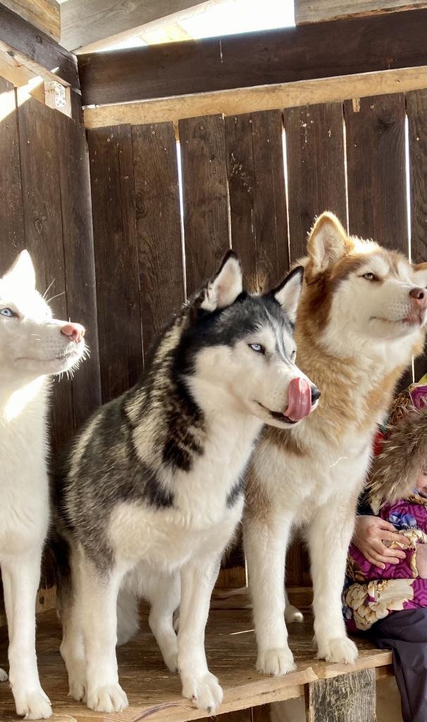 Veresk Altai - фото 93