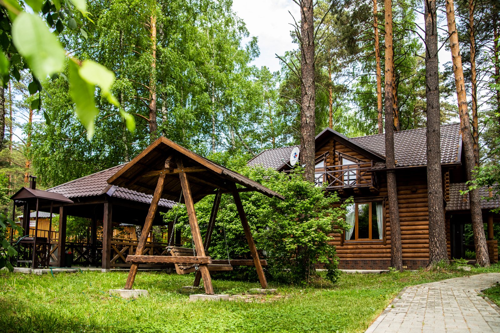 Сосна - фото 1