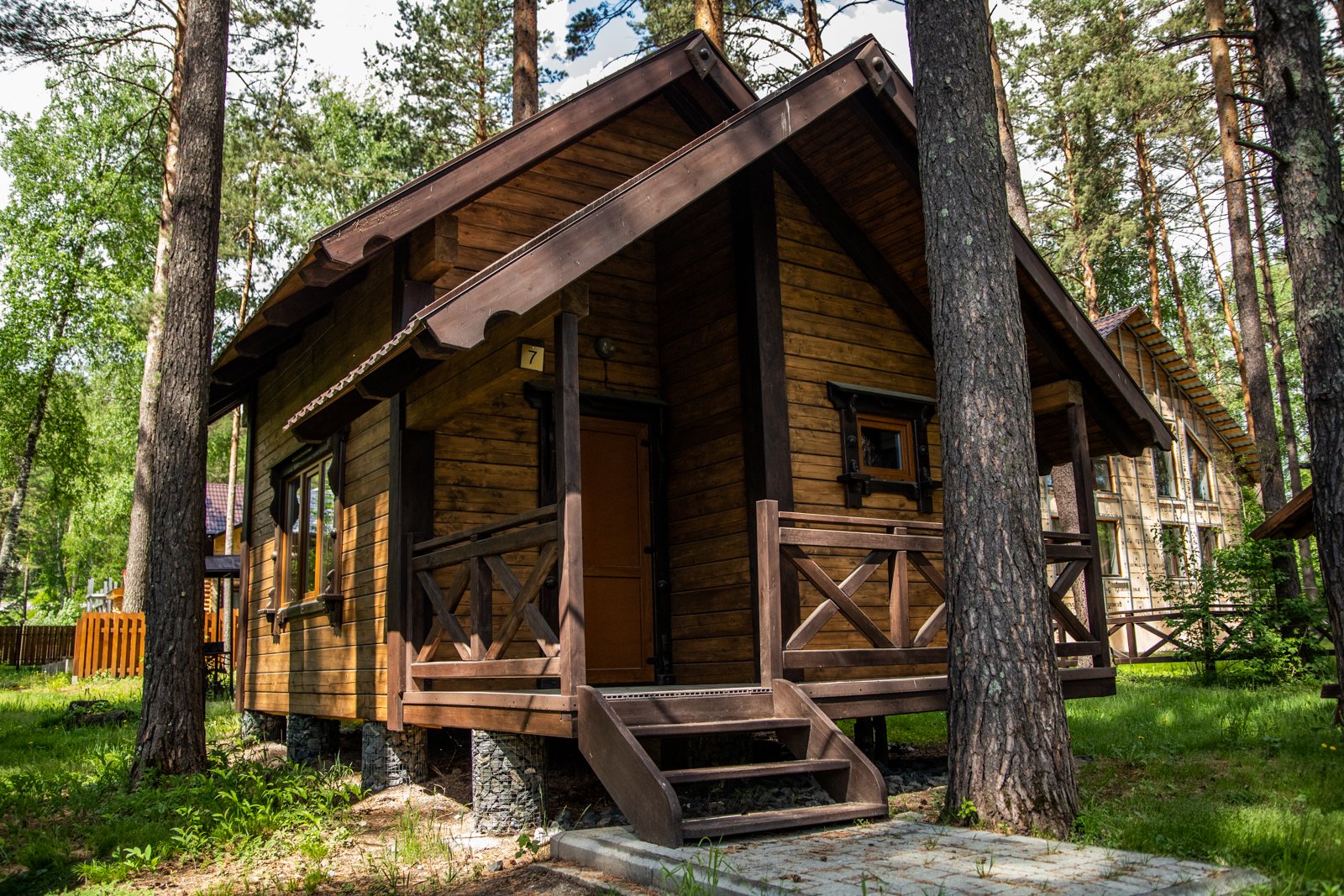 Сосна - фото 5