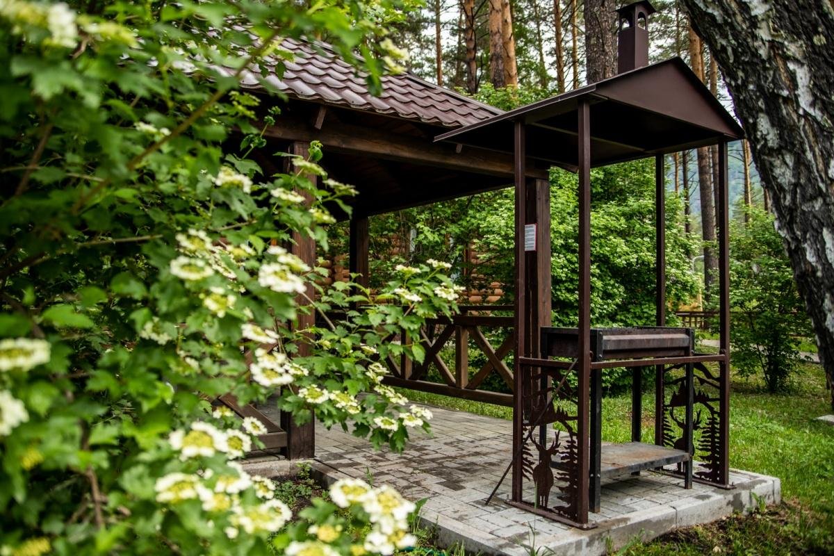 Сосна - фото 7