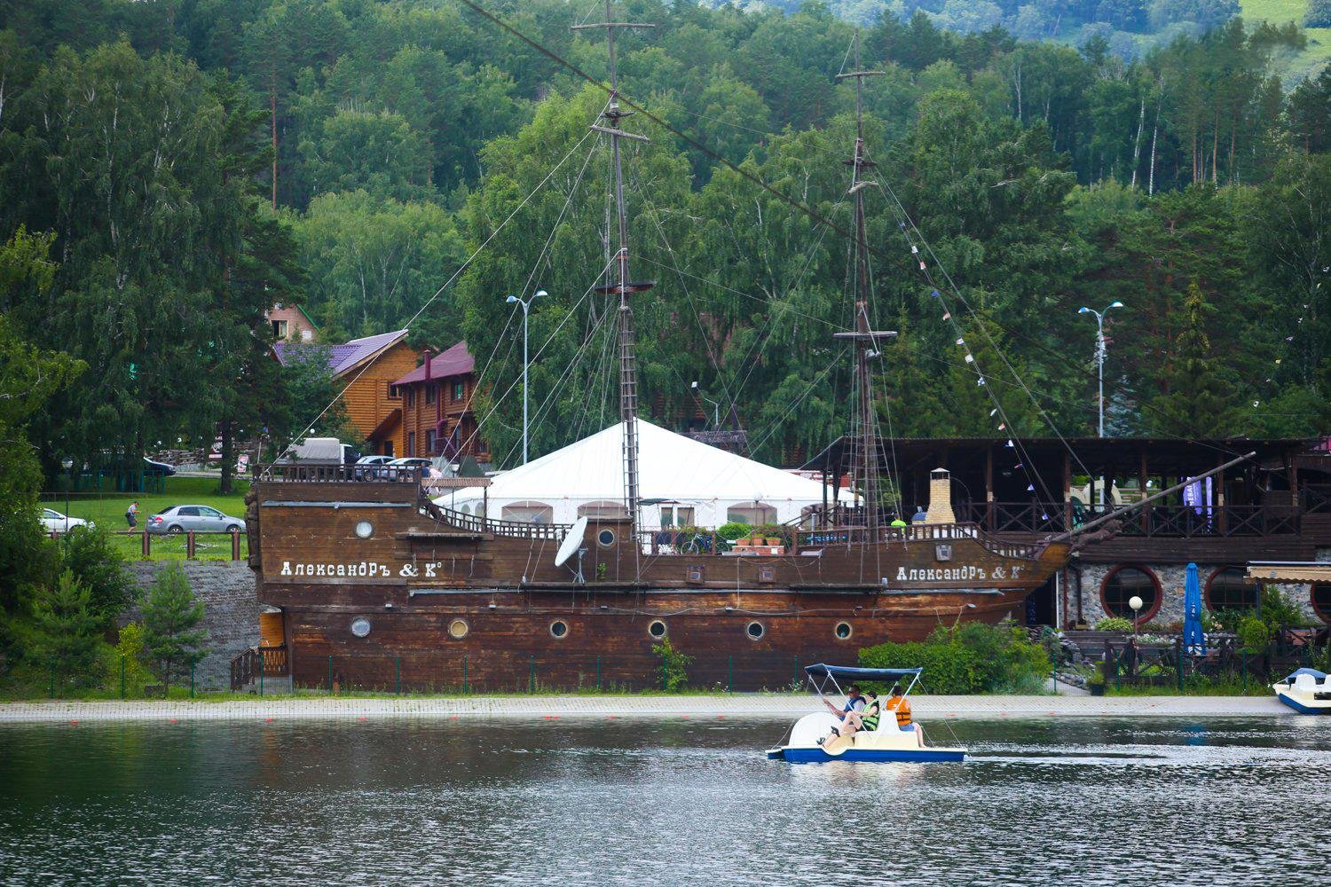 Сосна - фото 9