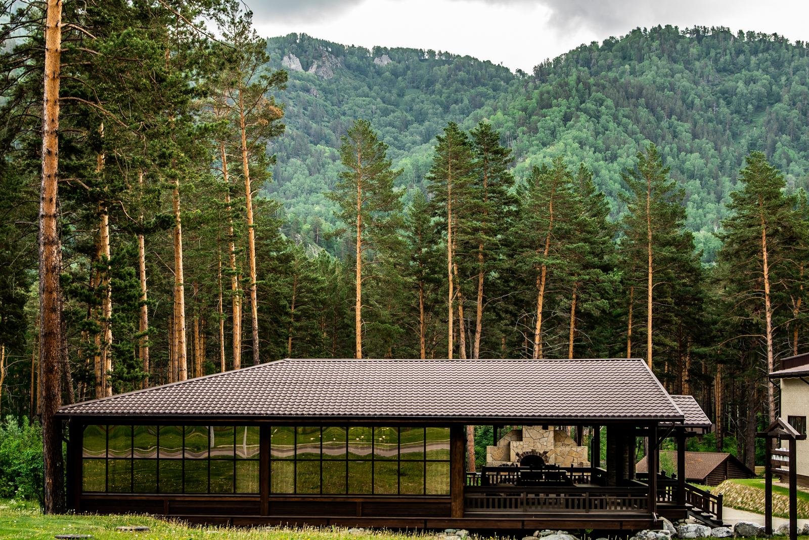 Сосна - фото 10