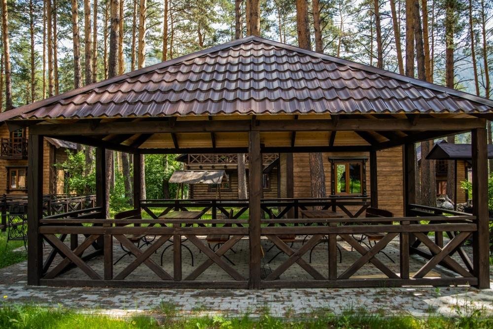 Сосна - фото 11