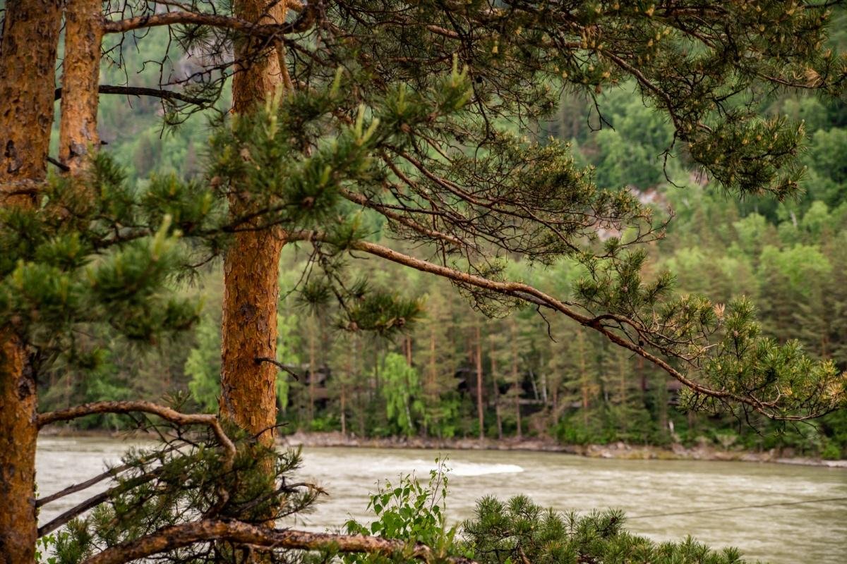 Сосна - фото 13