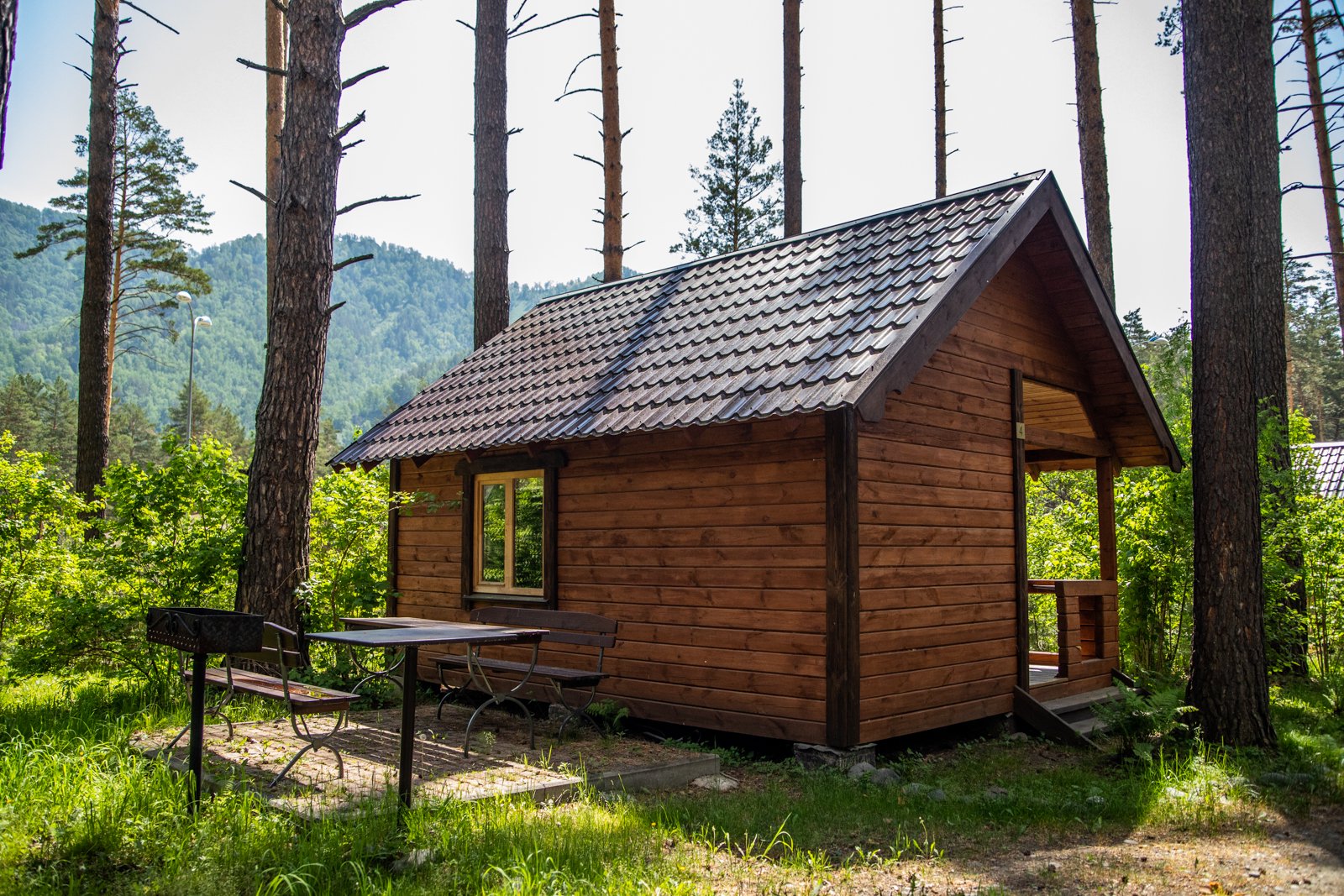 Сосна - фото 14