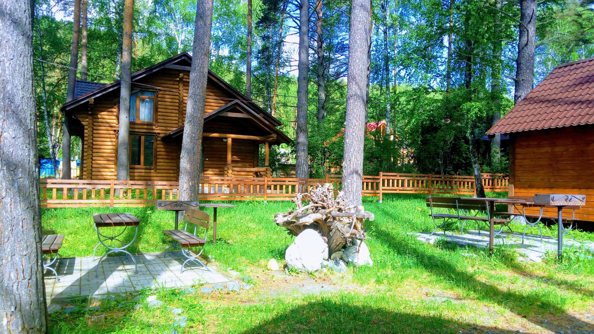 Сосна - фото 15