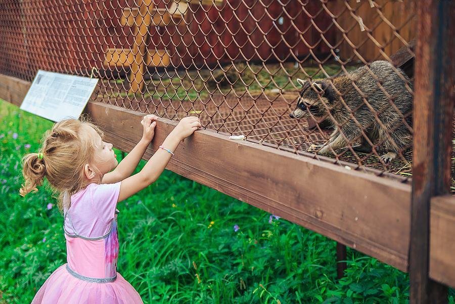 Сосна - фото 20