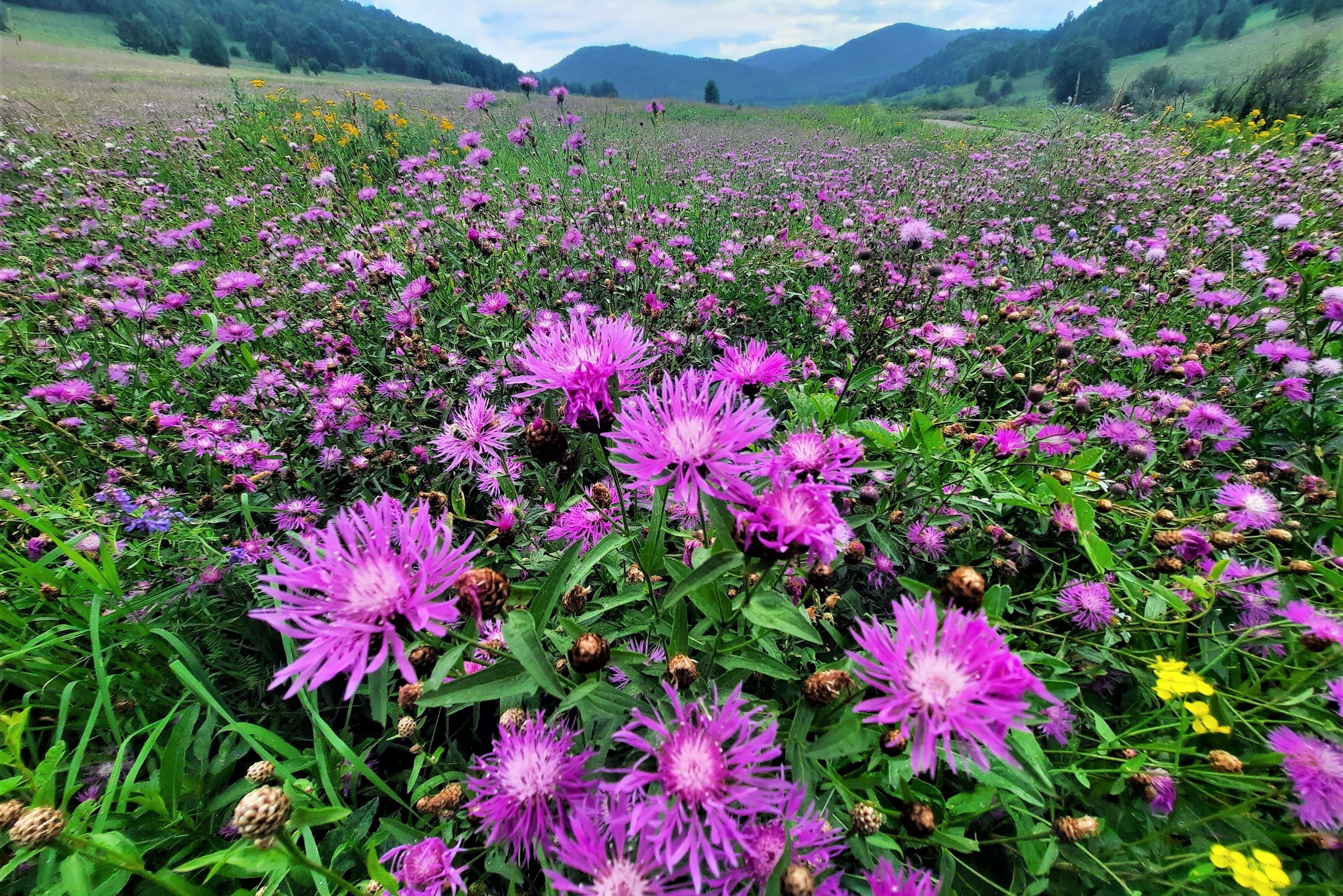 Алтайское кочевье - фото 12