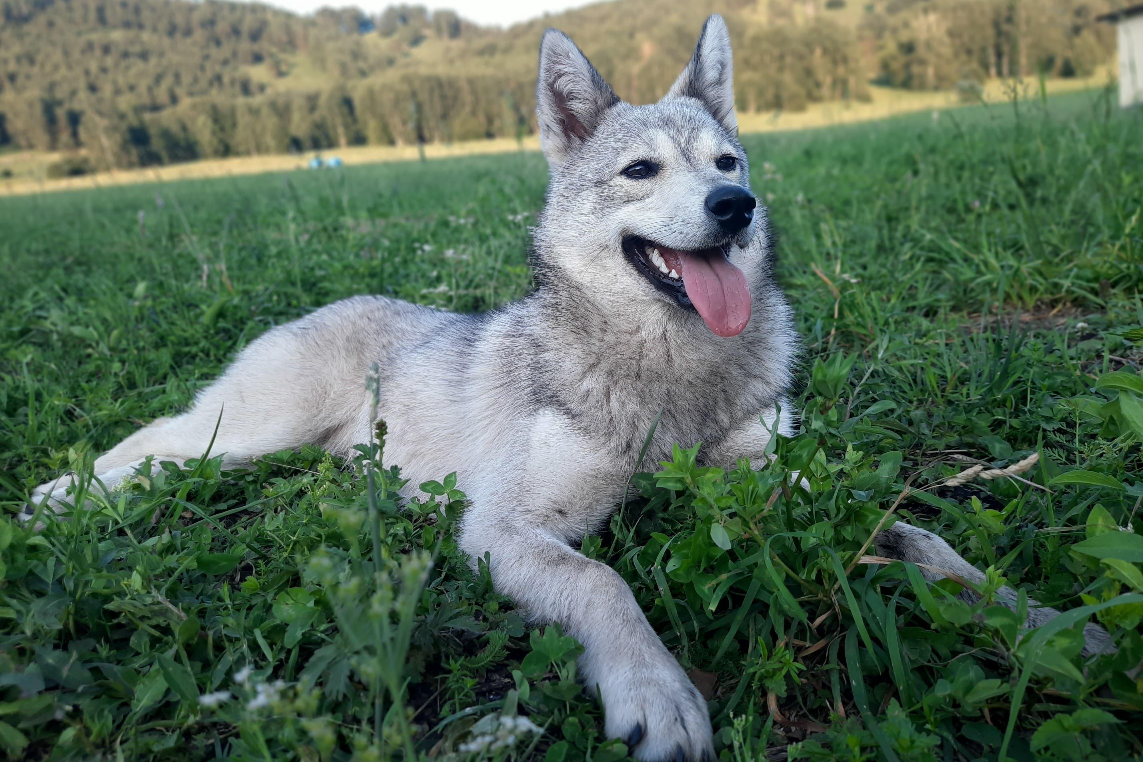 Алтайское кочевье - фото 25