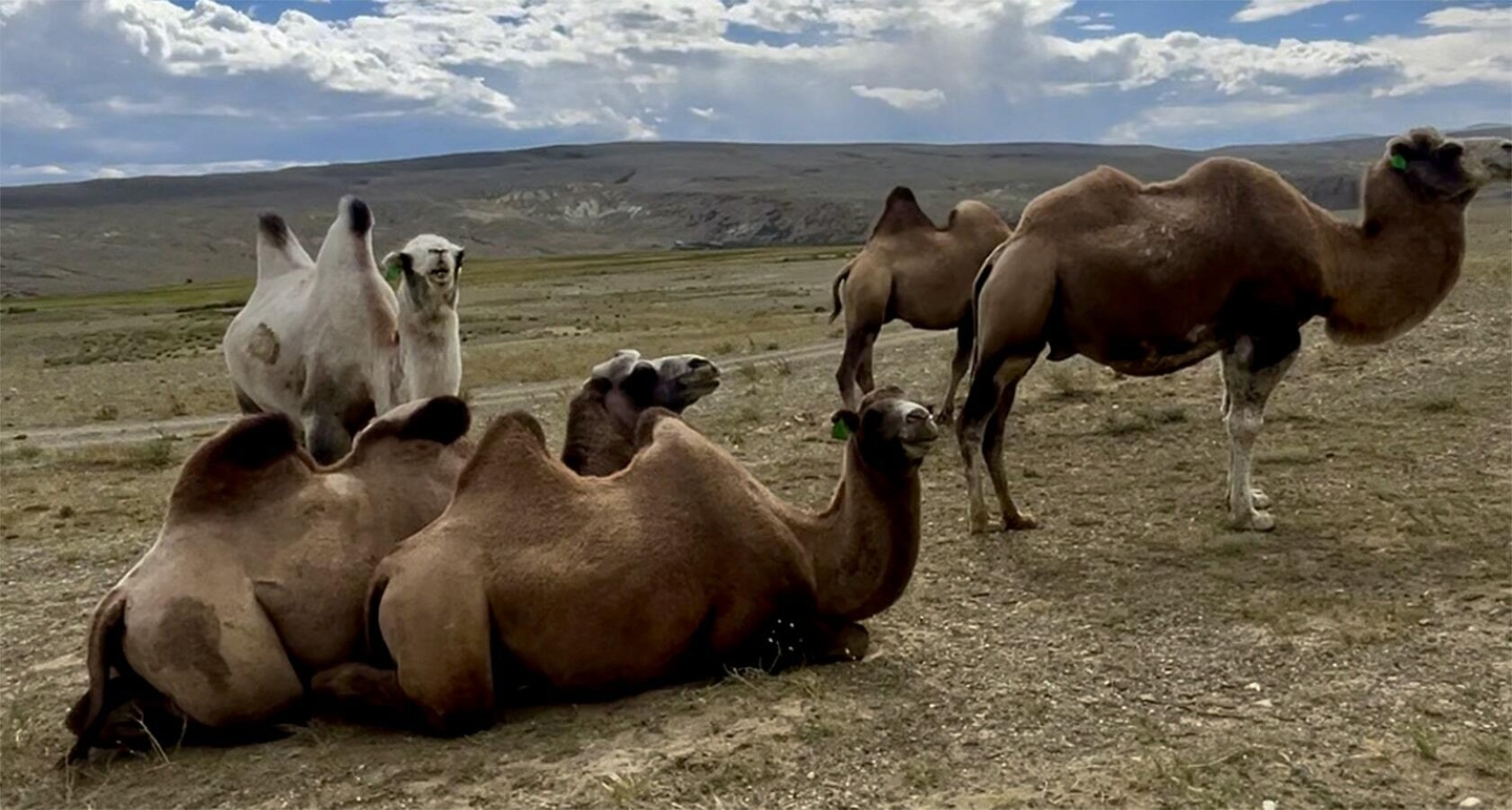 Красные ворота - фото 67