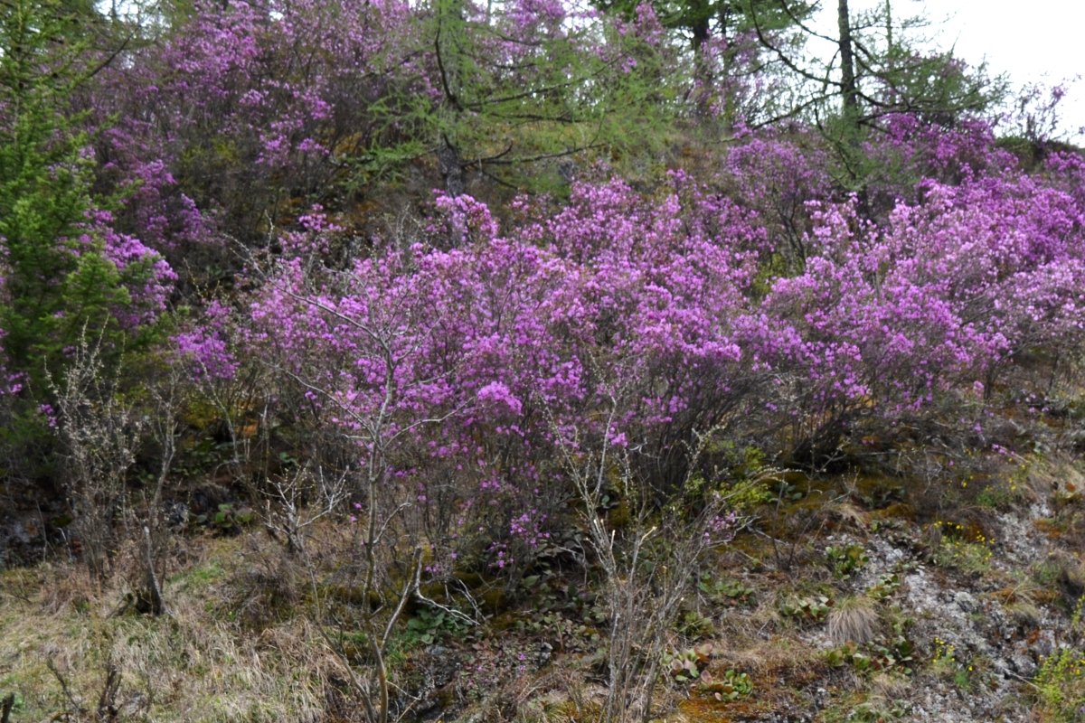 Красные ворота - фото 91