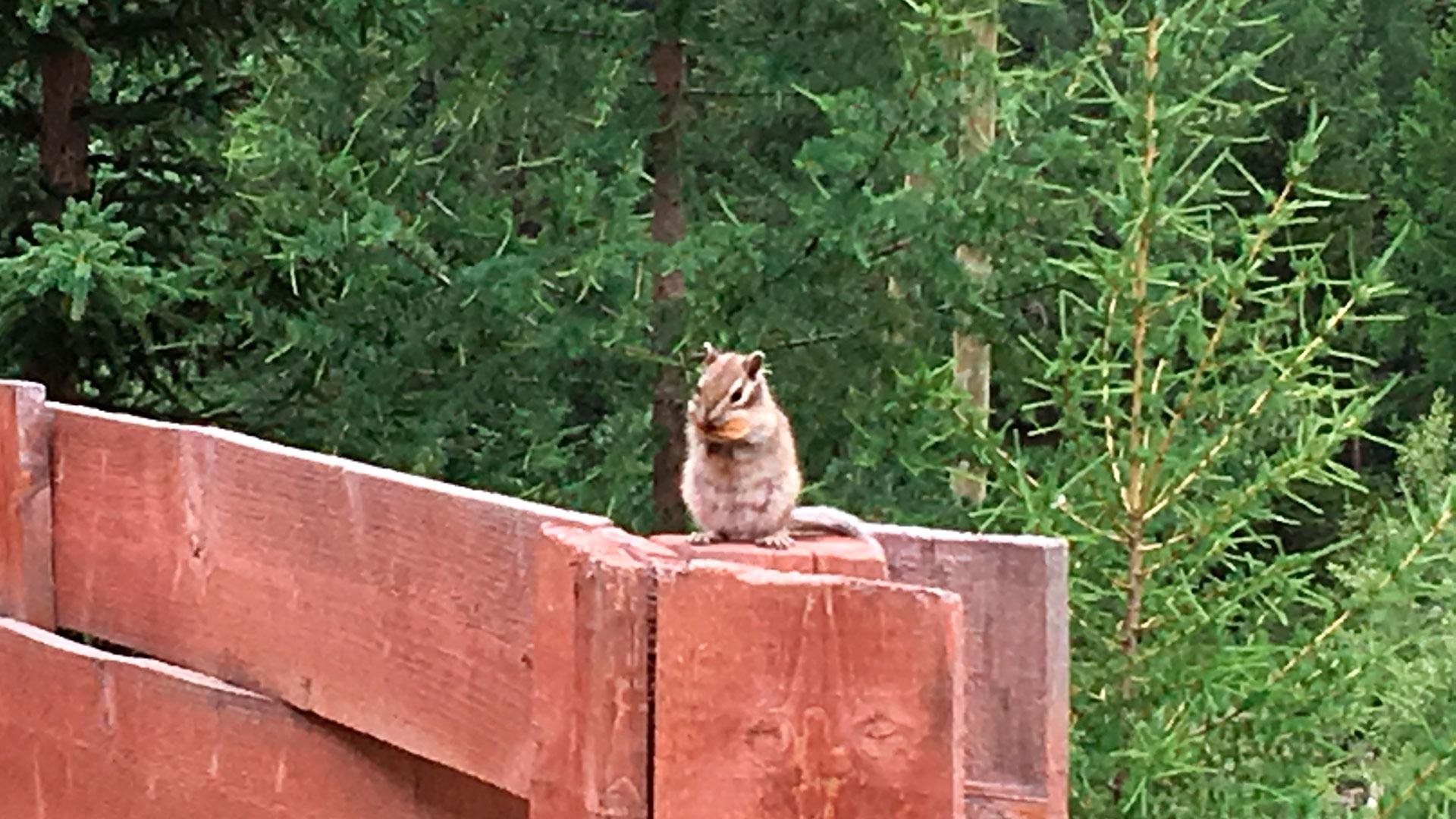 Красные ворота - фото 105