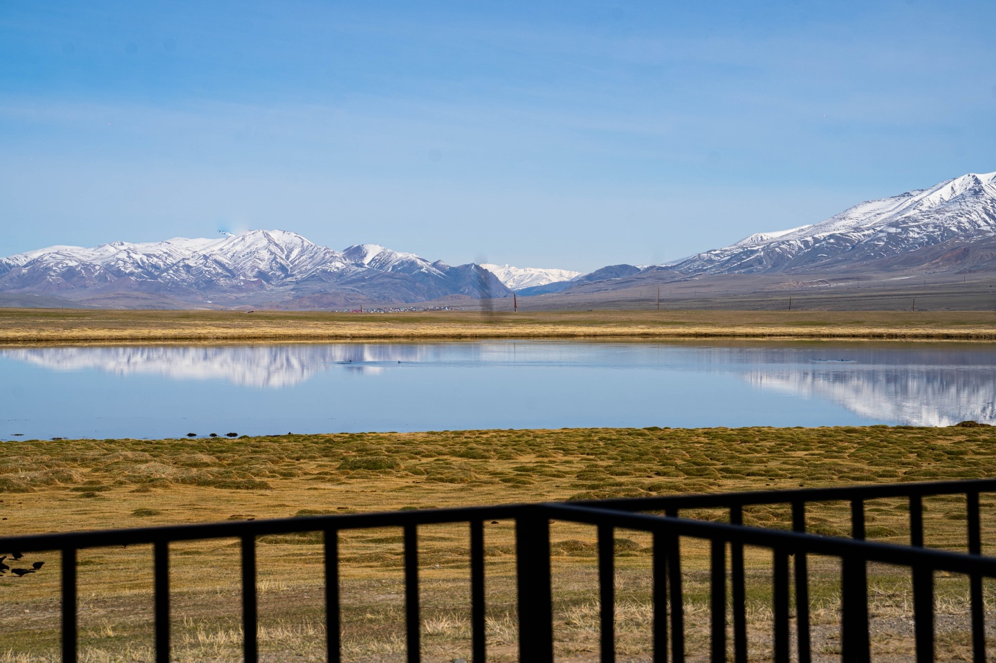 Архар - фото 14