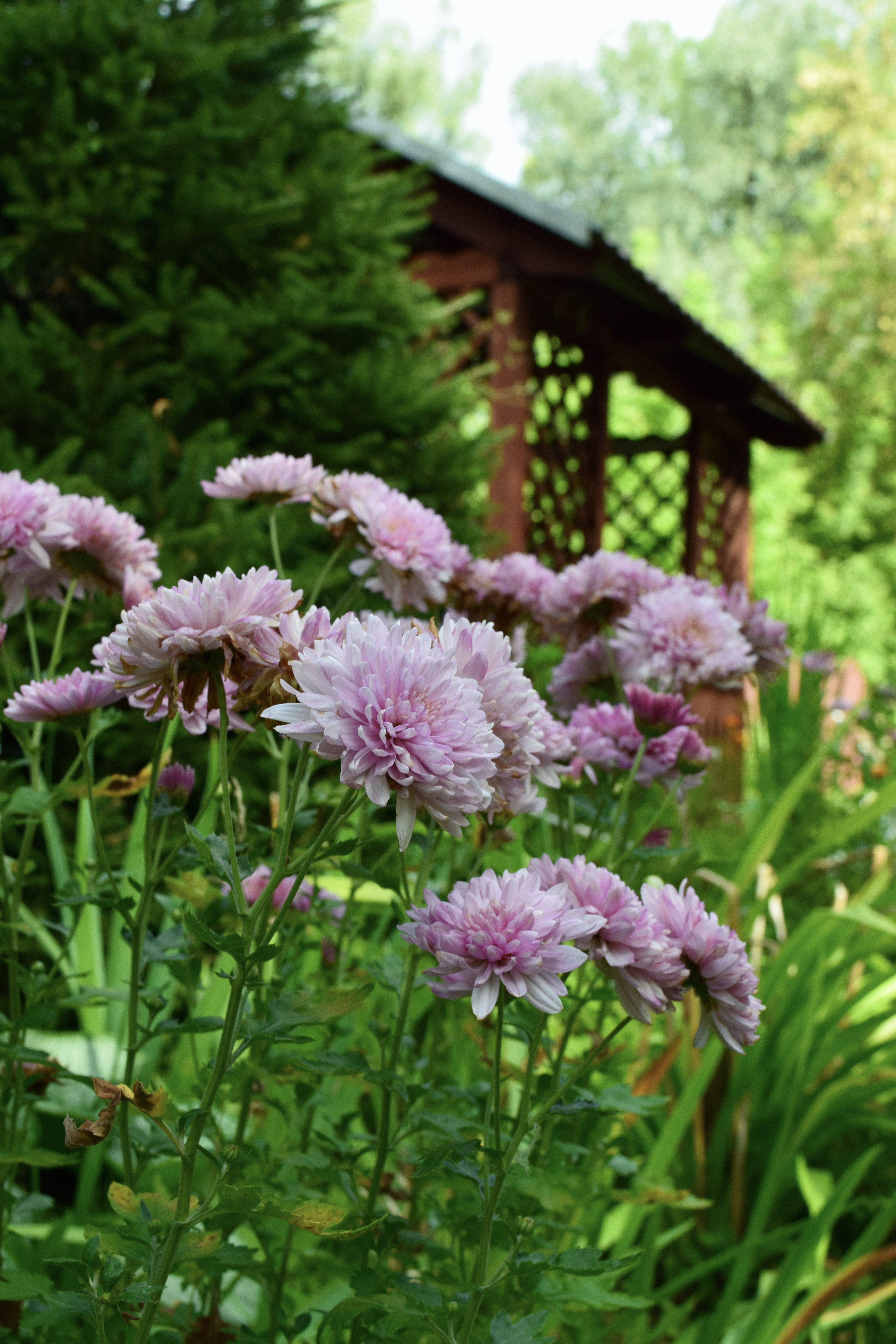 Колибри - фото 20