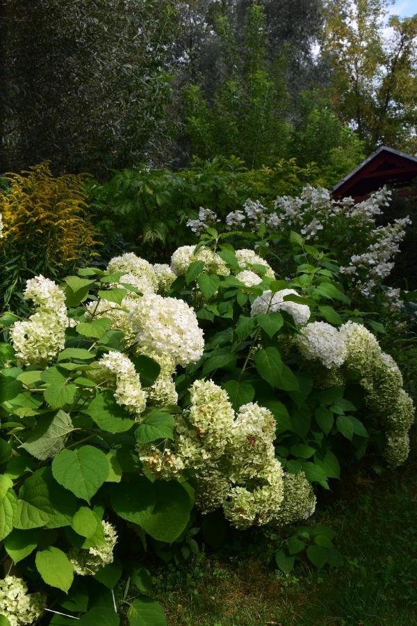 Колибри - фото 51