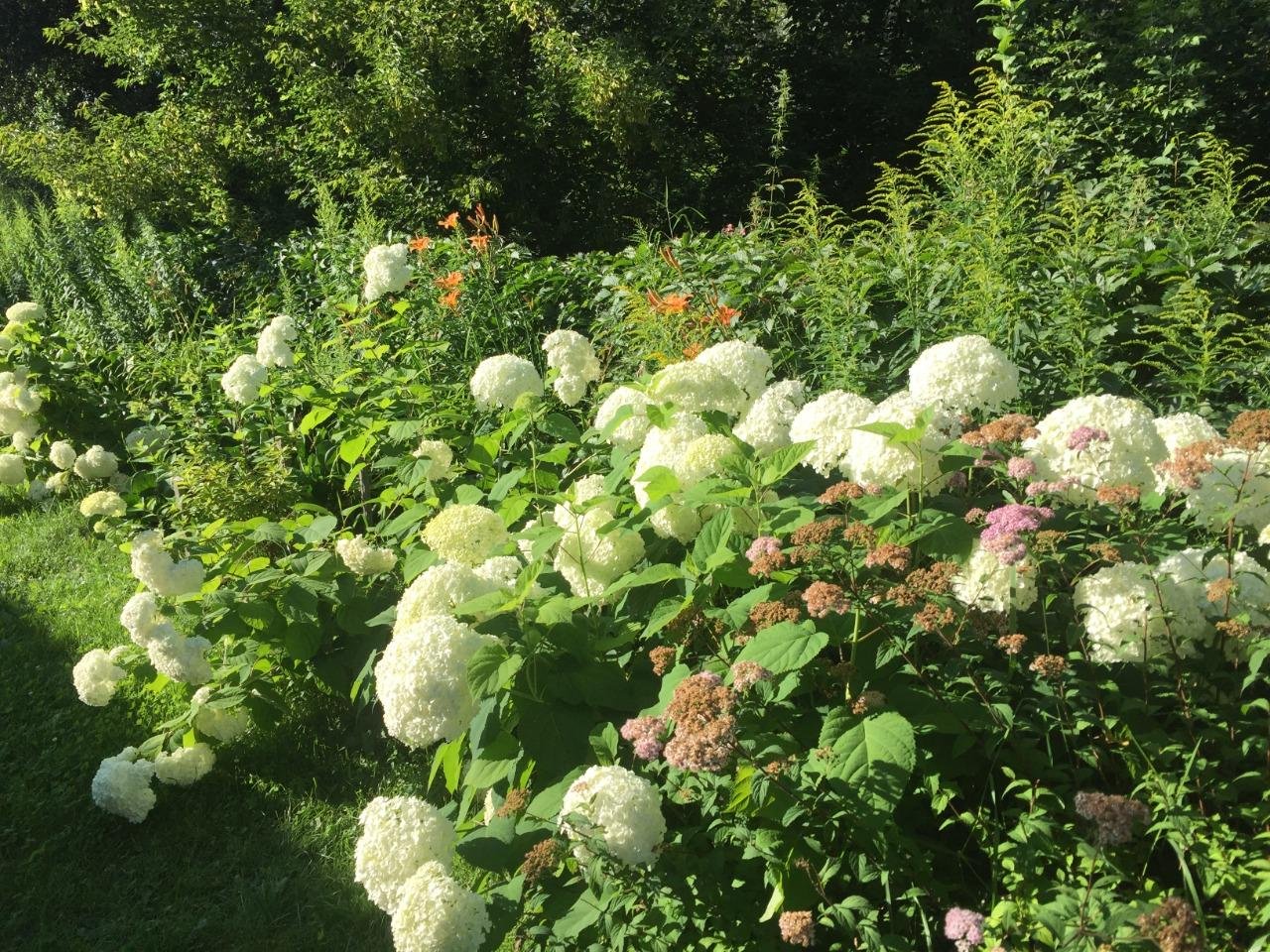 Колибри - фото 53