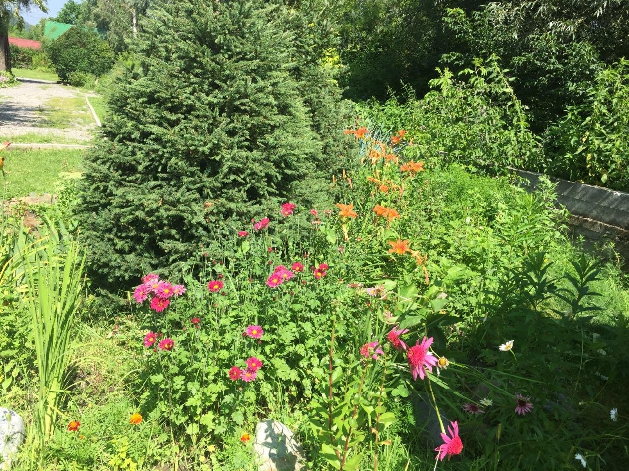 Колибри - фото 85