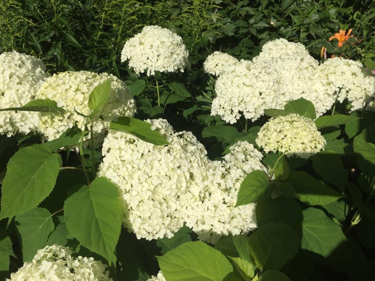 Колибри - фото 89