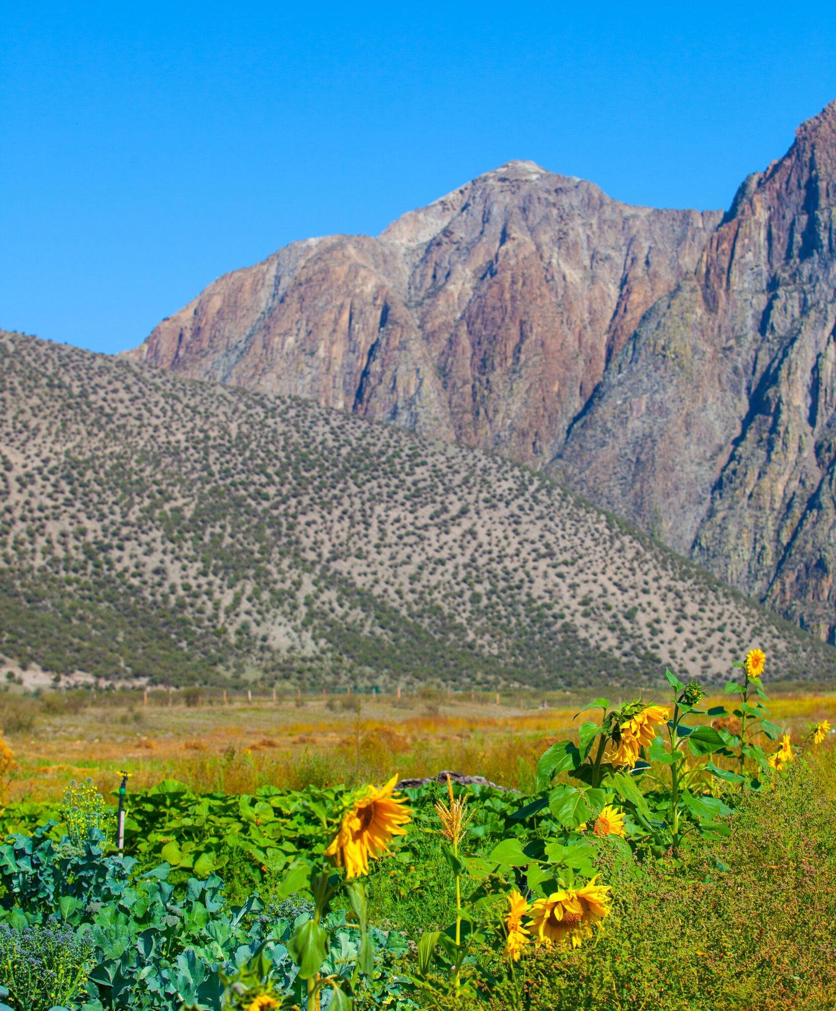 Инегень - фото 49