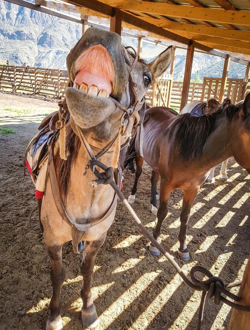 Инегень - фото 100