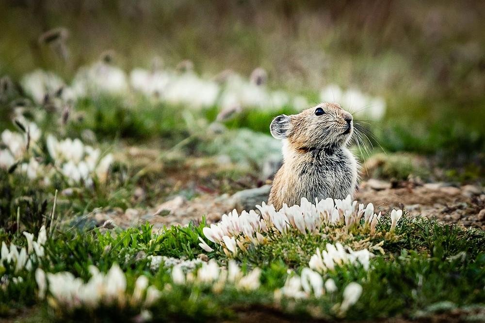 Сайлюгемский - фото 24