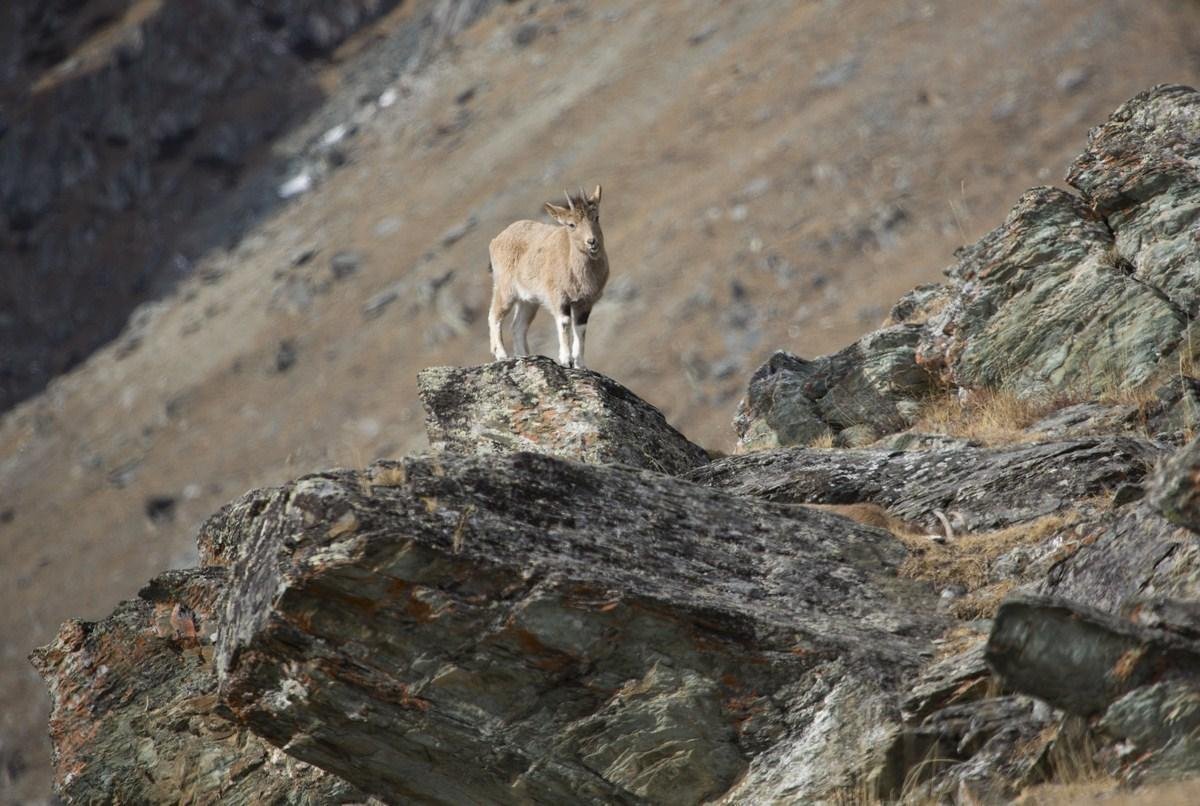 Сайлюгемский - фото 32