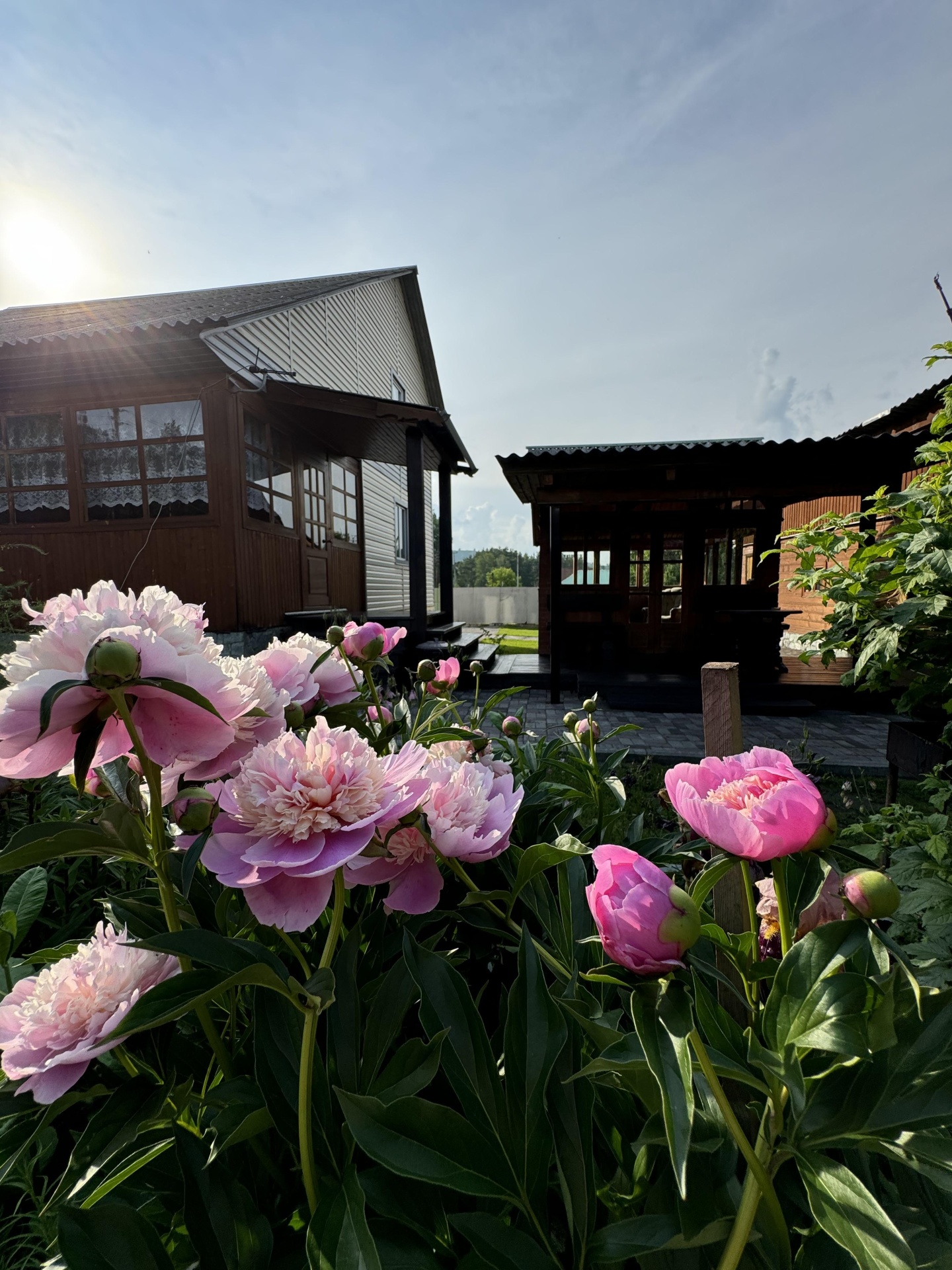 Тайга Древо - фото 1