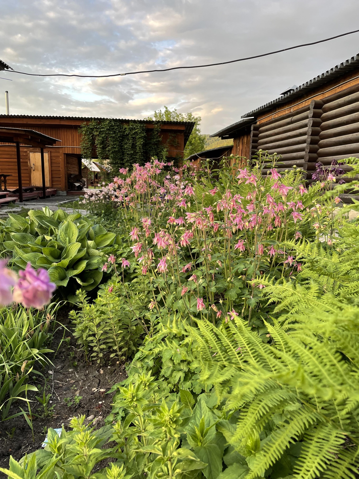 Тайга Древо - фото 3