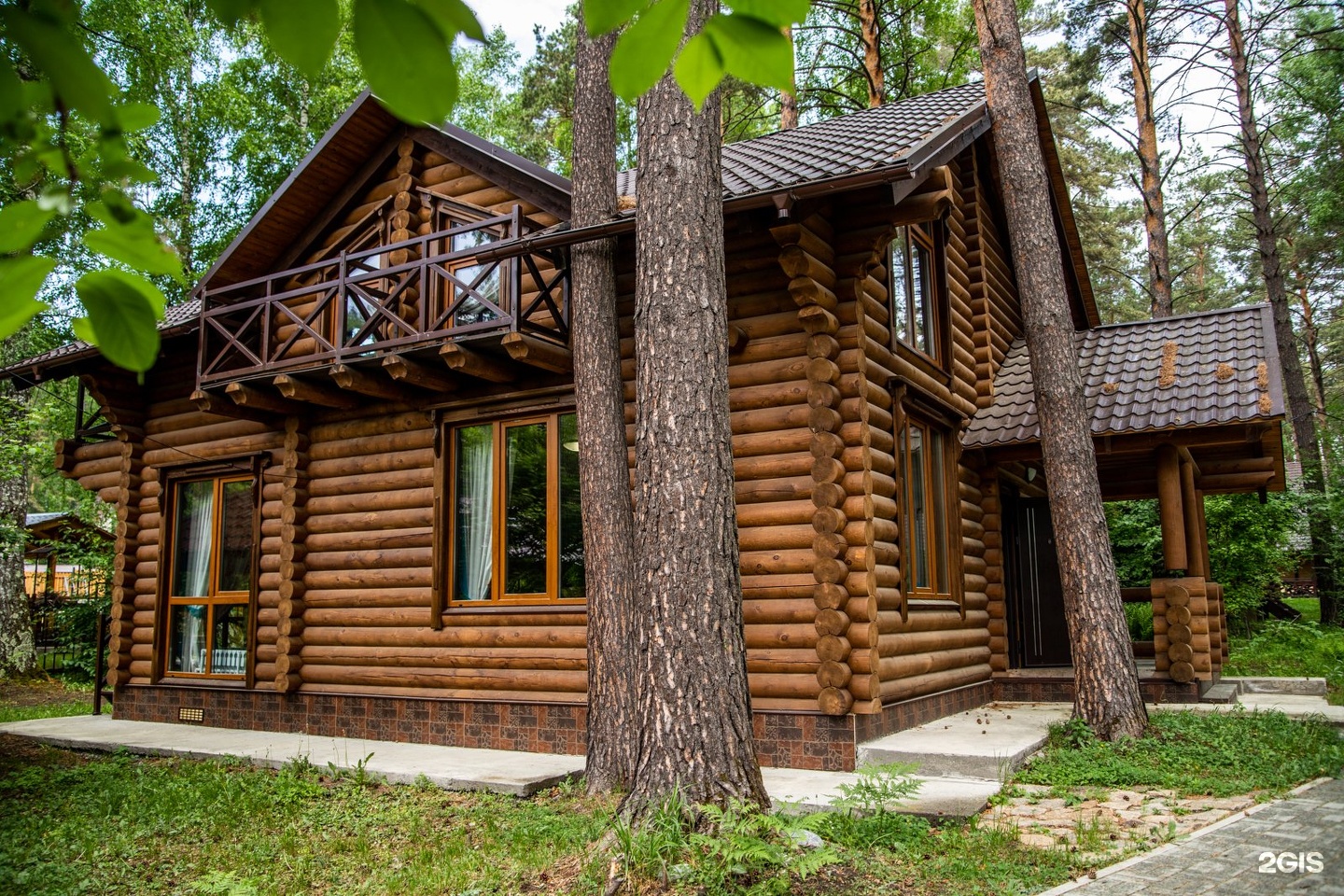 Сосна - фото 2