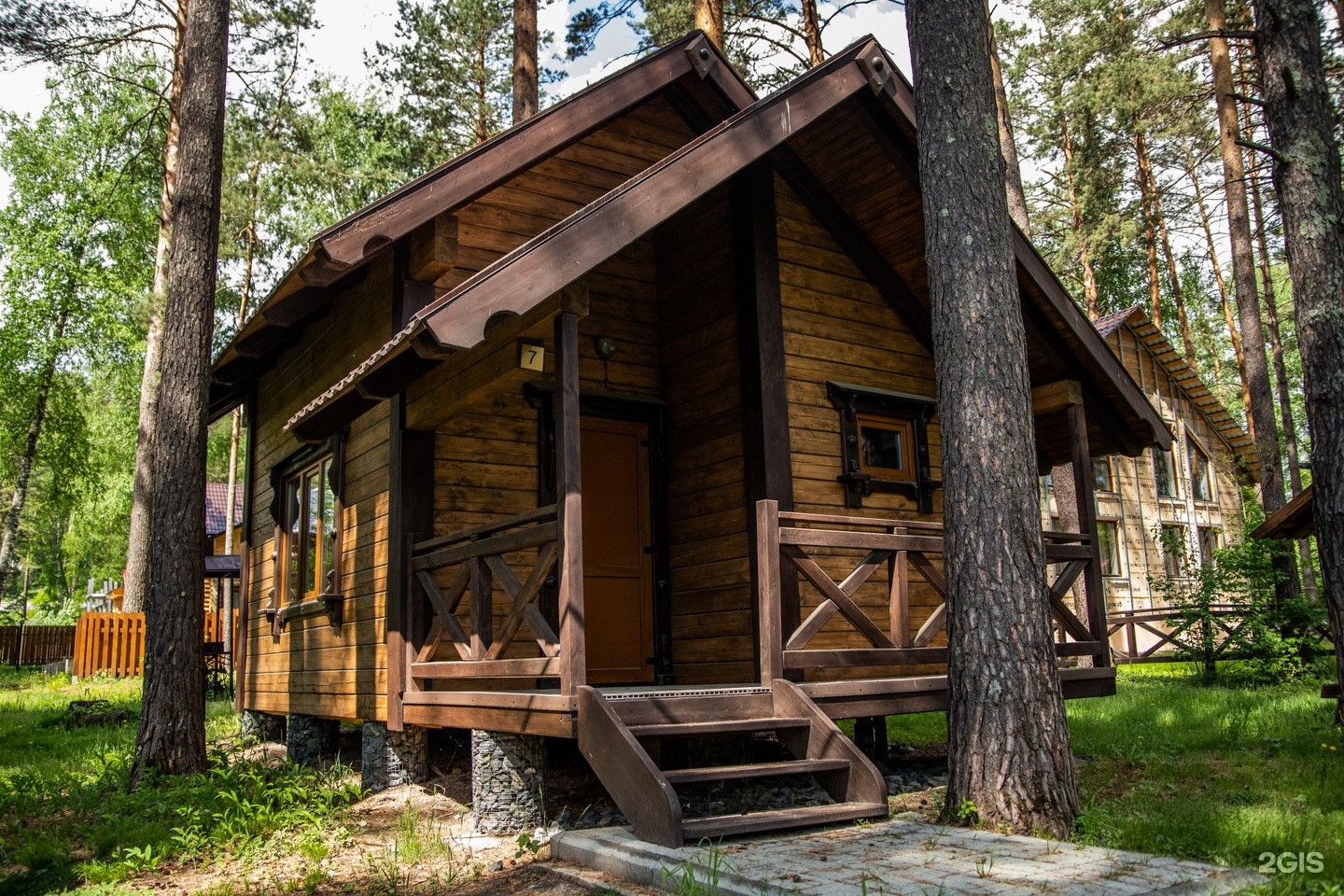 Сосна - фото 5