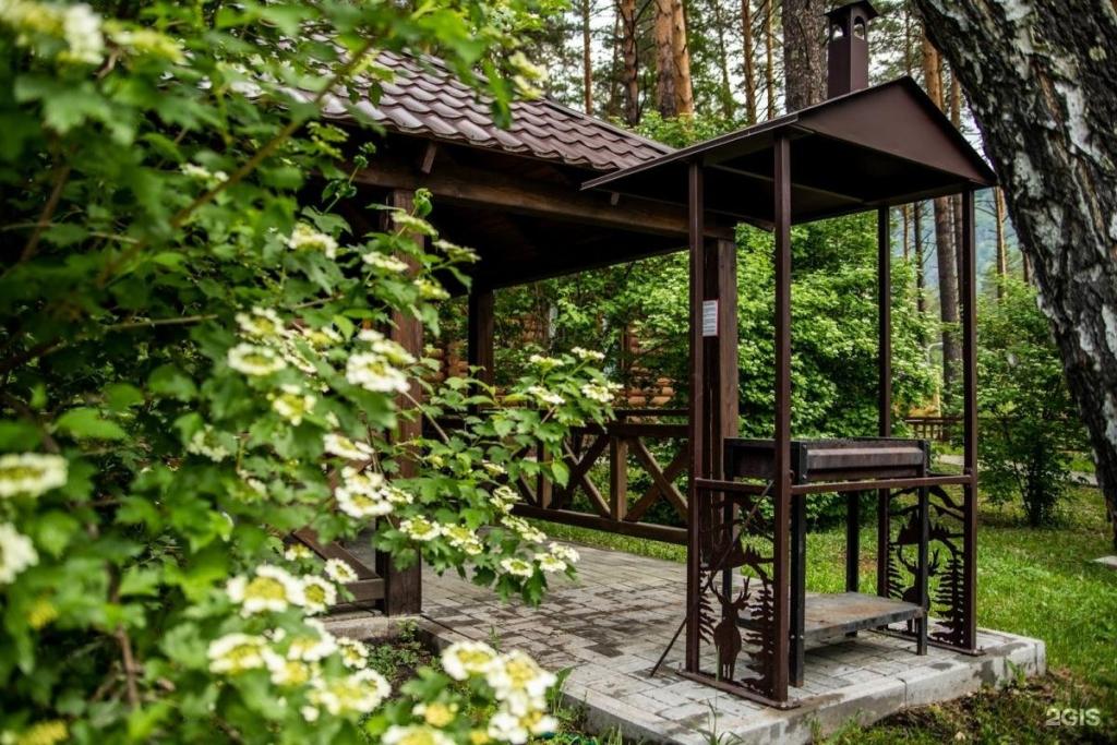 Сосна - фото 7