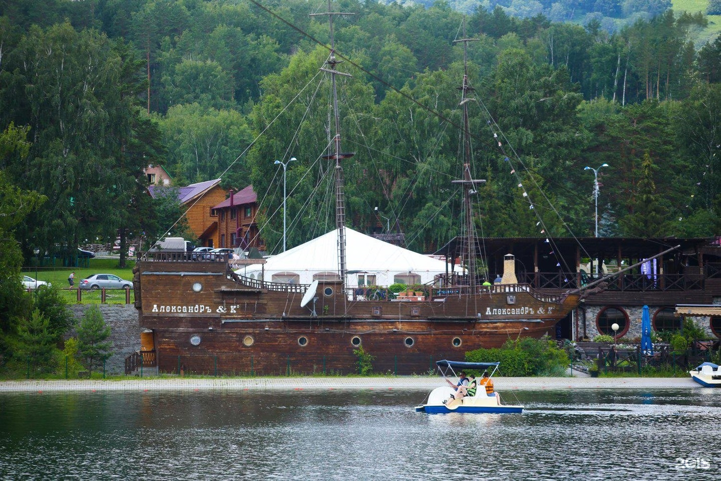 Сосна - фото 9