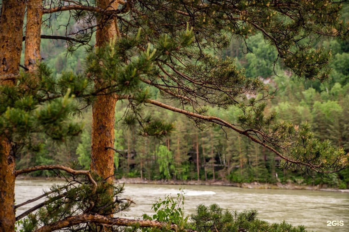 Сосна - фото 13