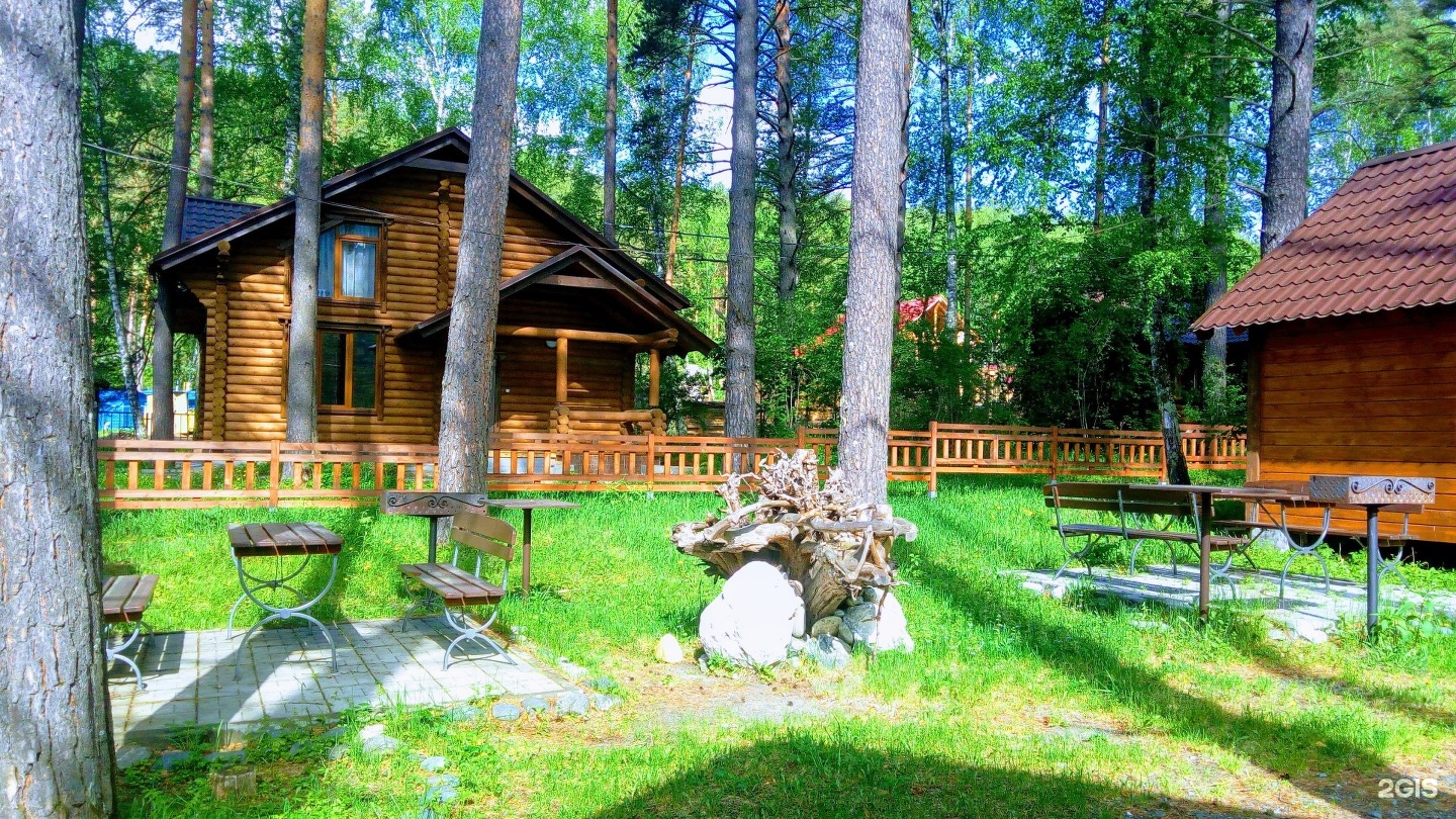 Сосна - фото 15