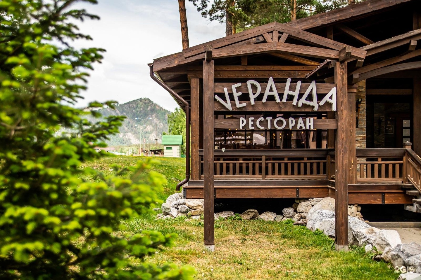 Сосна - фото 19