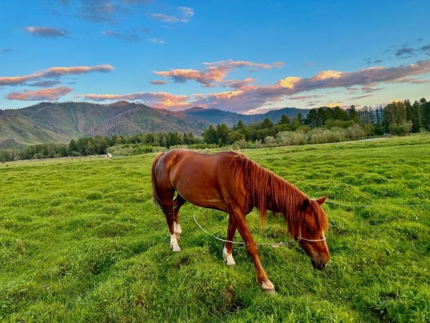 Ромашка - фото 14