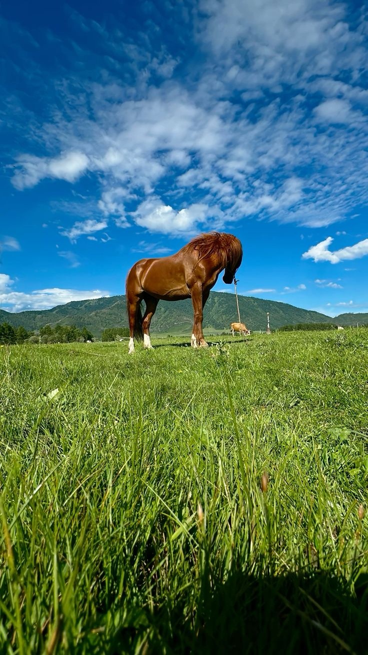 Ромашка - фото 15