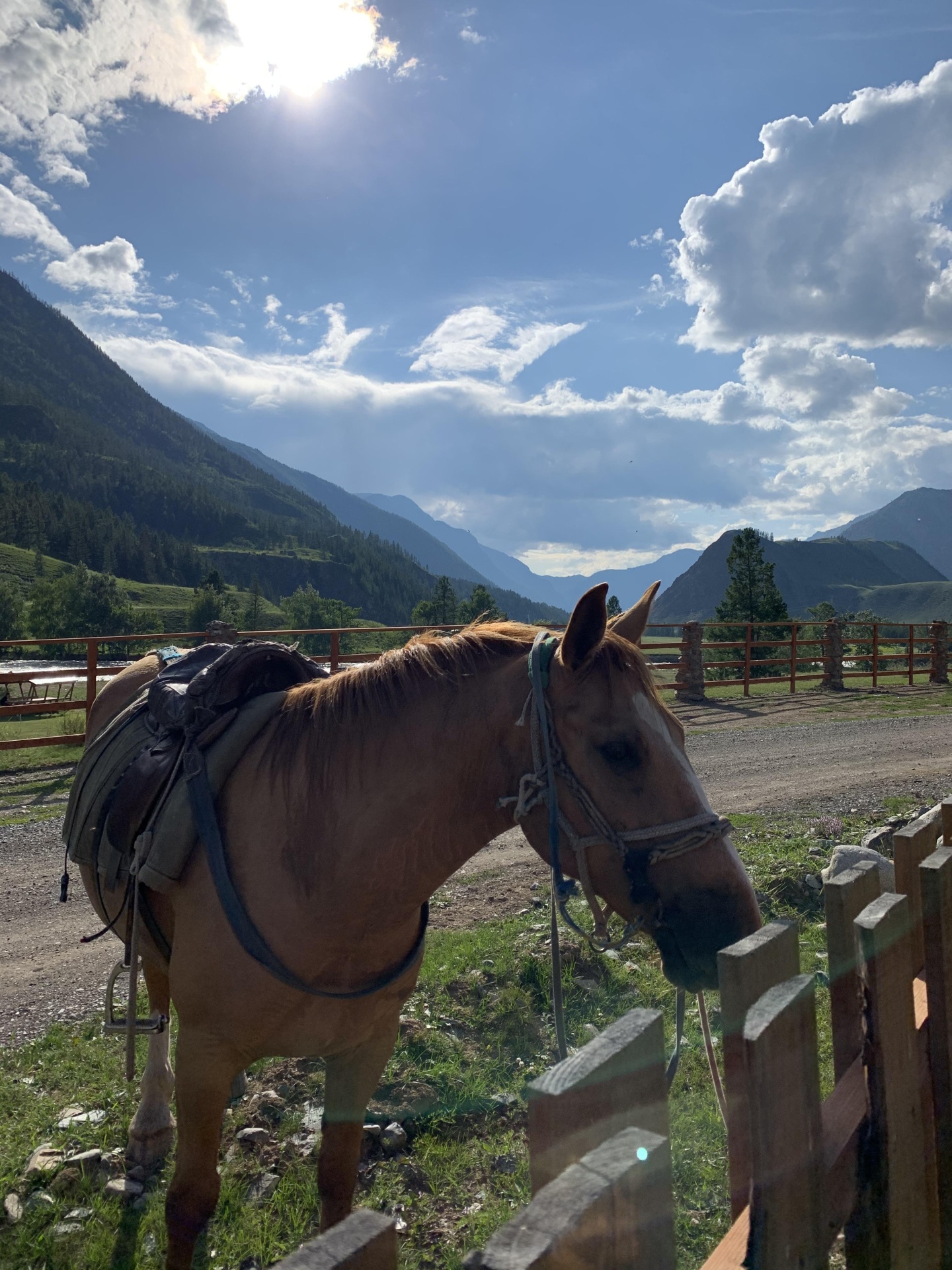 Шавло - фото 2