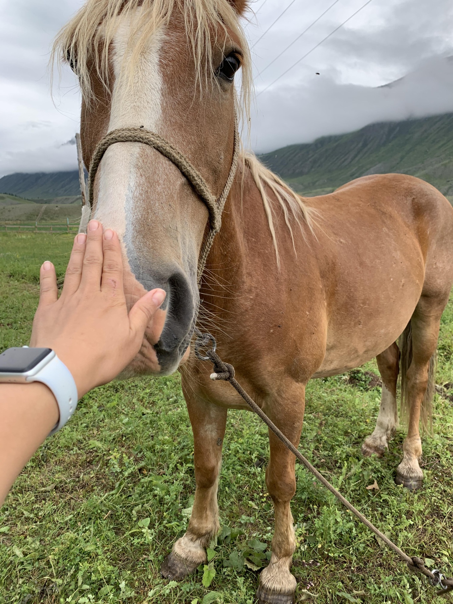 Шавло - фото 3