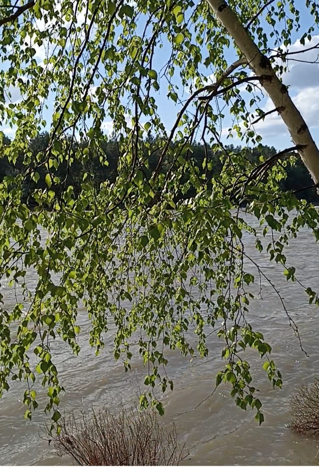 Феникс - фото 15