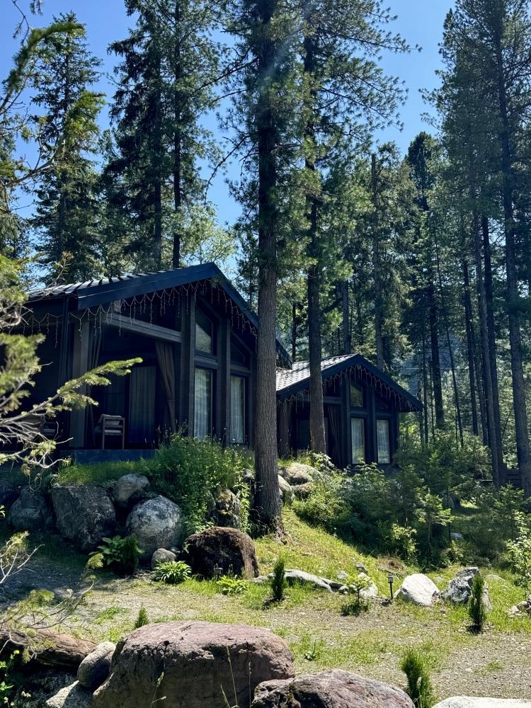 Кедровая роща - фото 80