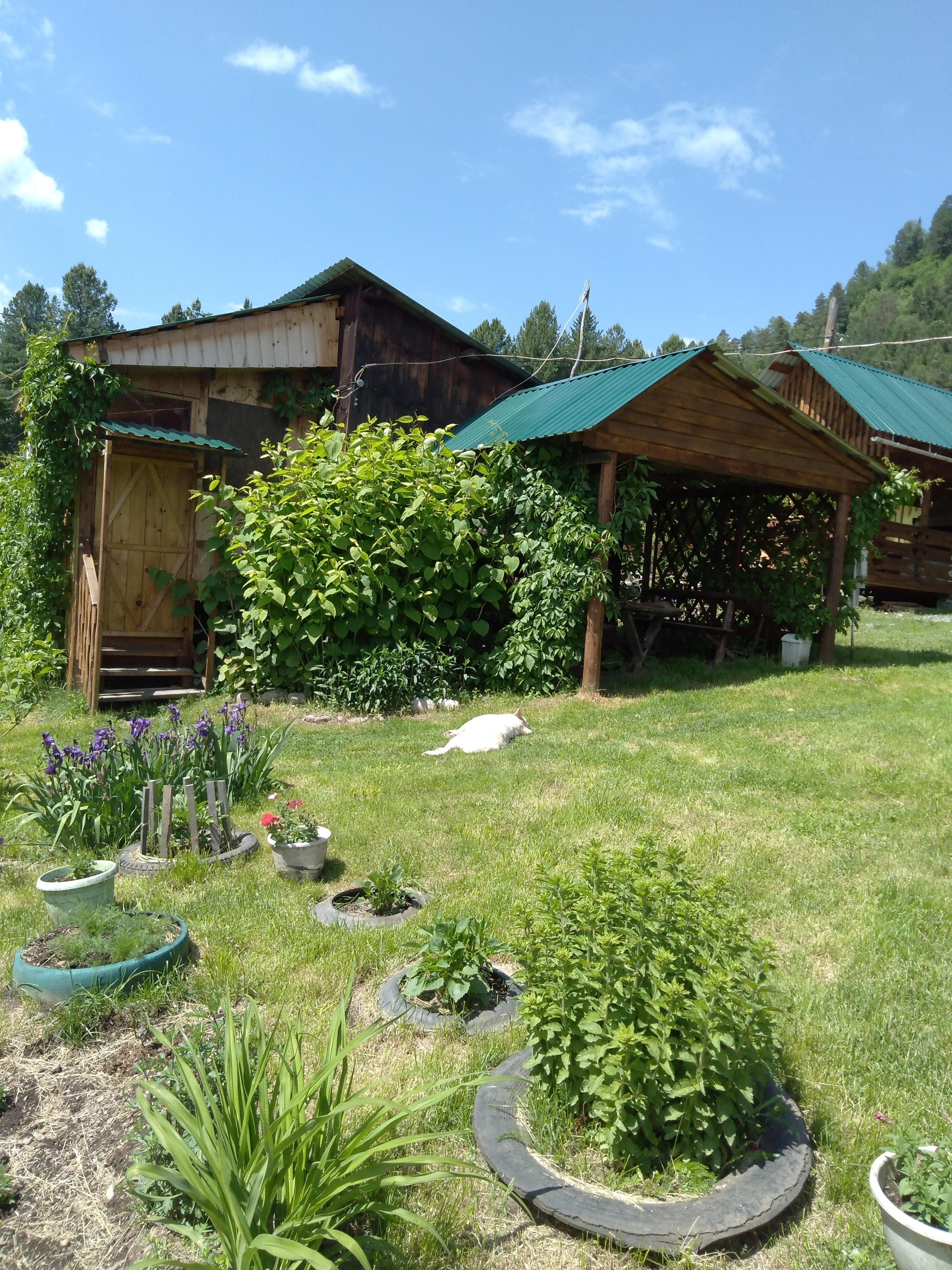 Сокол - фото 19