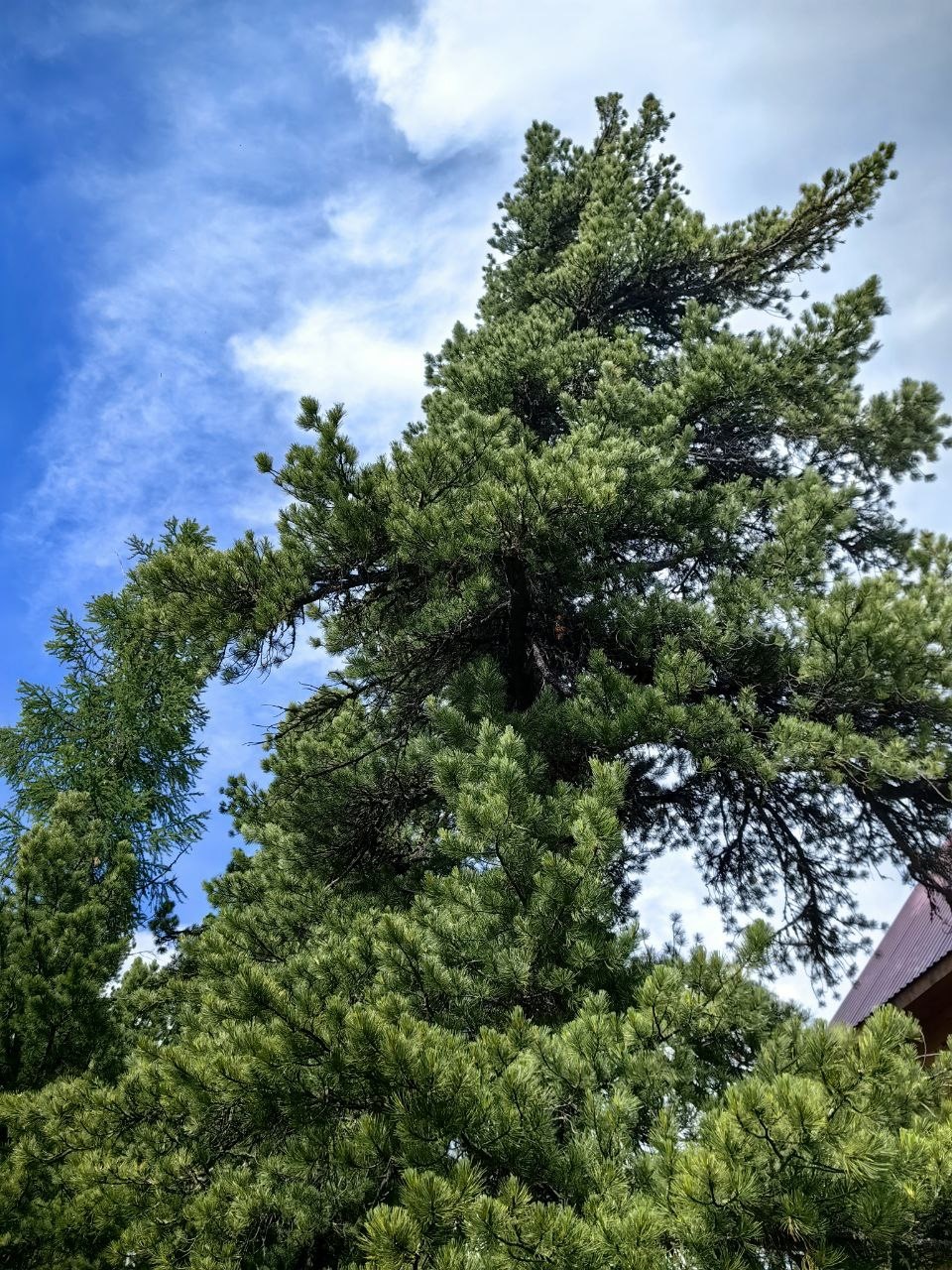 Апартаменты на 33-й км автодороги Акташ-Улаган, база отдыха Балыкту - фото 31