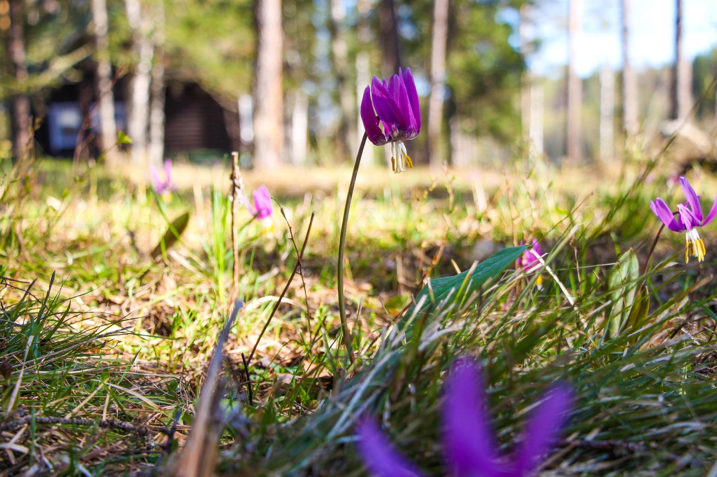 Урочище Сайкол - фото 100