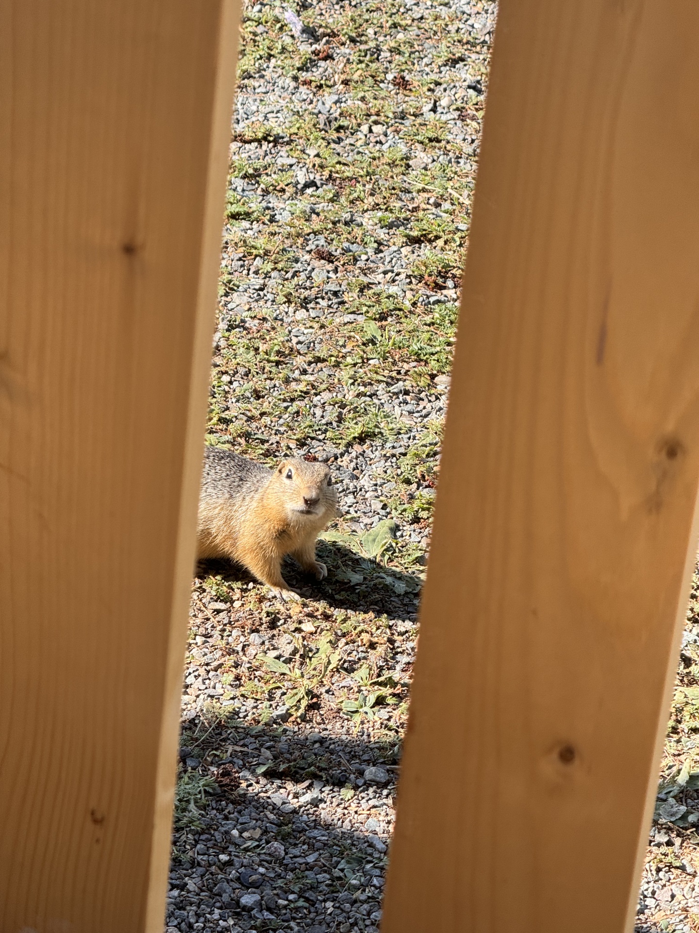 Алтай Чадыр - фото 43