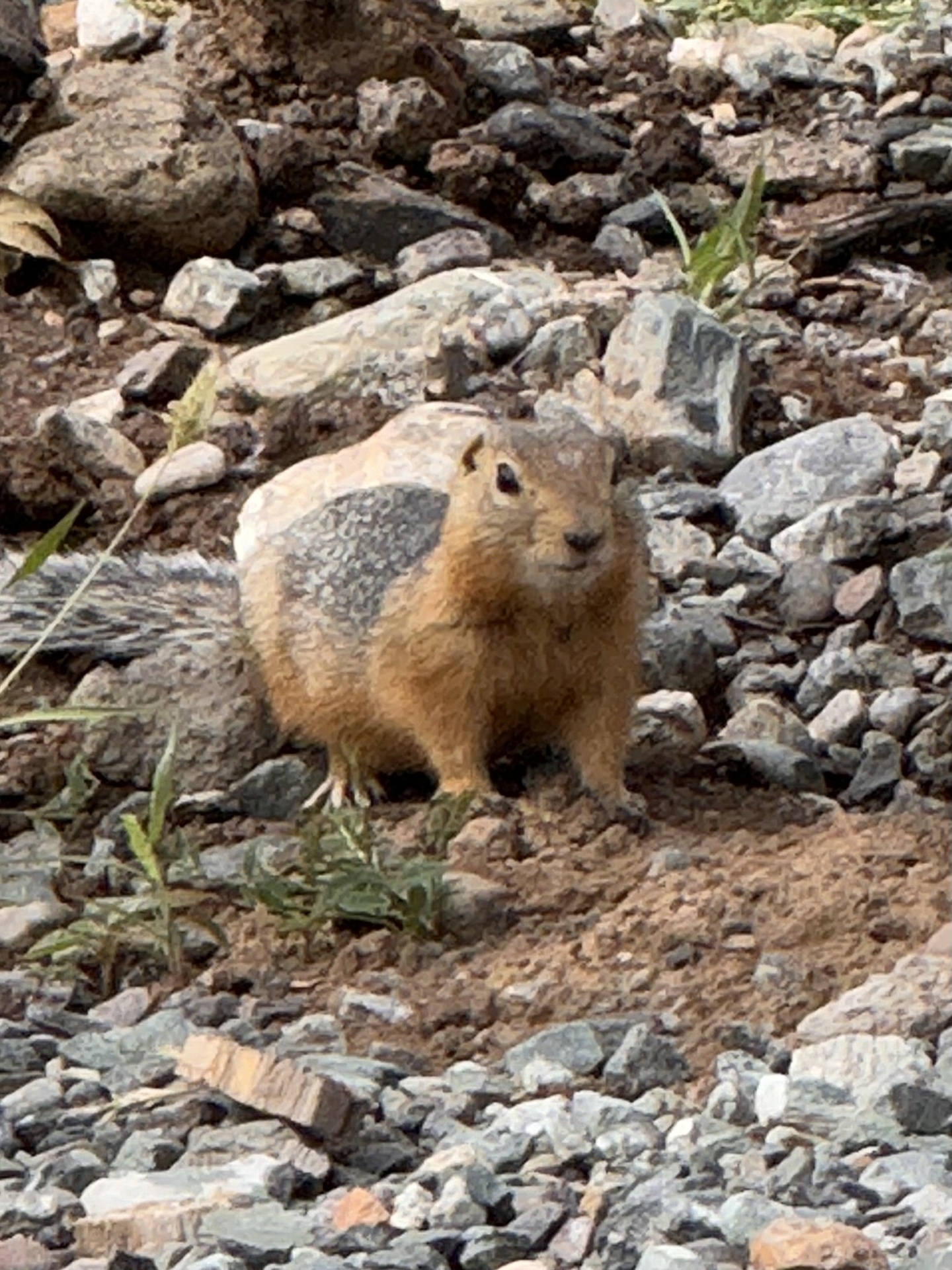 Двухместный номер с 1 двуспальной или 2 односпальными кроватями - фото 14