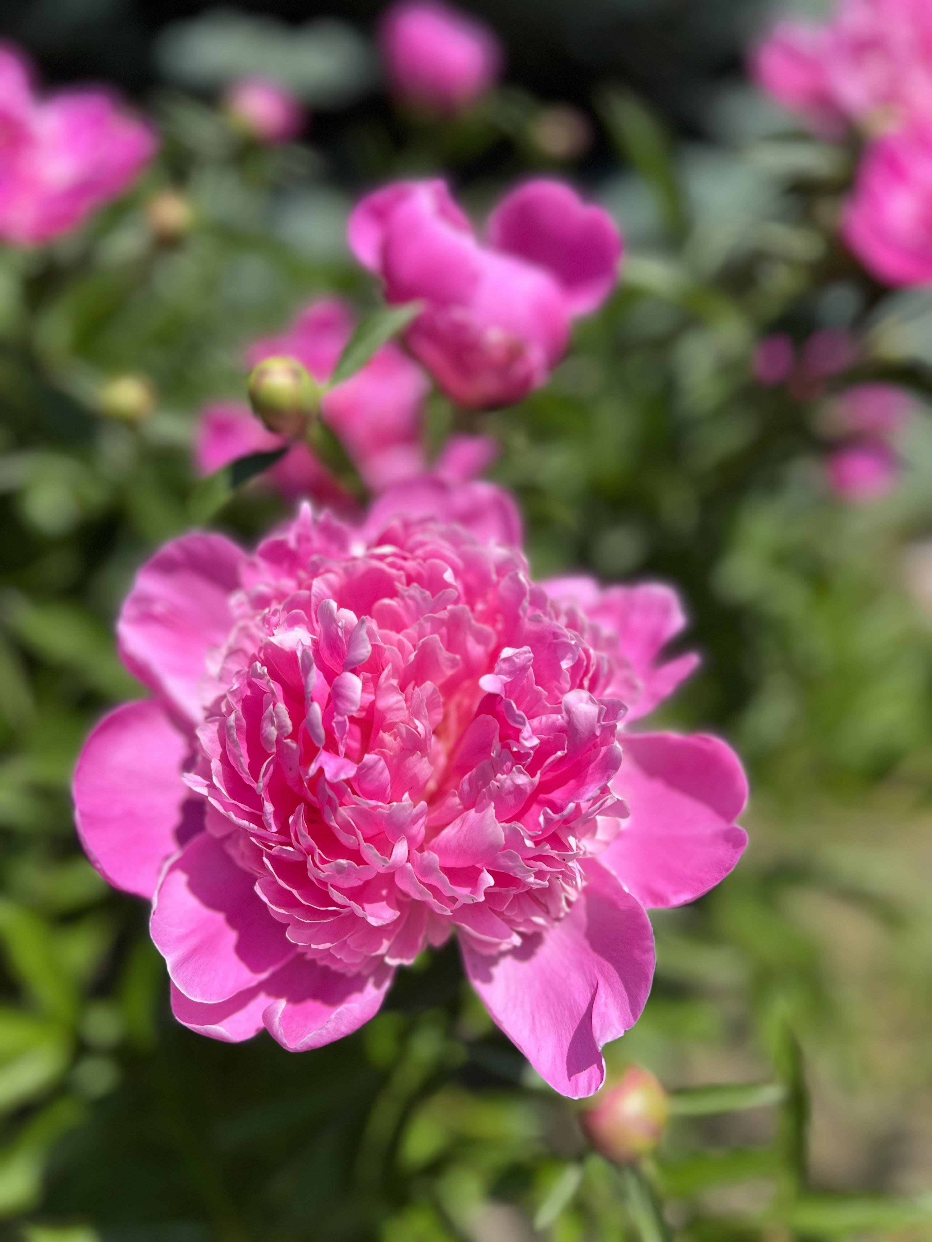 Сар-Герел Алтая - фото 6