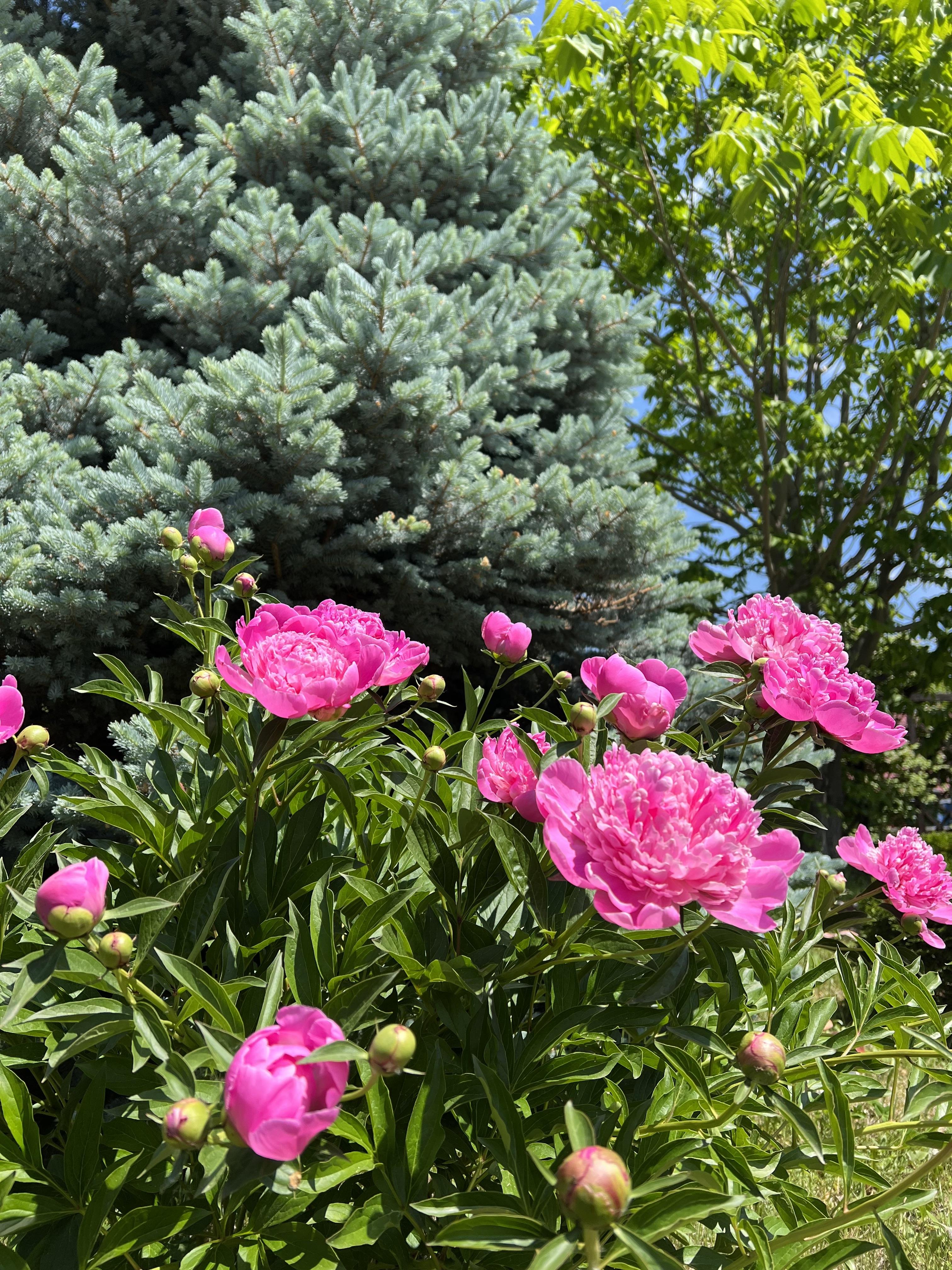 Сар-Герел Алтая - фото 9